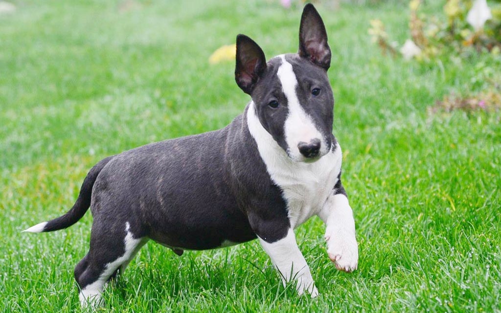 Miniature Bull Terrier Dog Reviews real reviews from