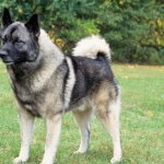 norwegian elkhound dog reviews