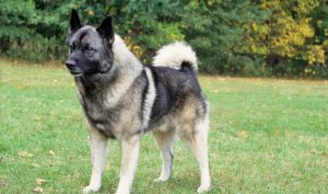 norwegian elkhound dog reviews