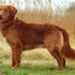 nova scotia duck tolling retriever