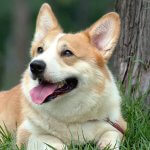 pembroke welsh corgi