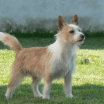 portuguese podengo pequenos