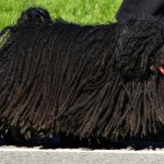 puli dog