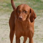 redbone coonhound