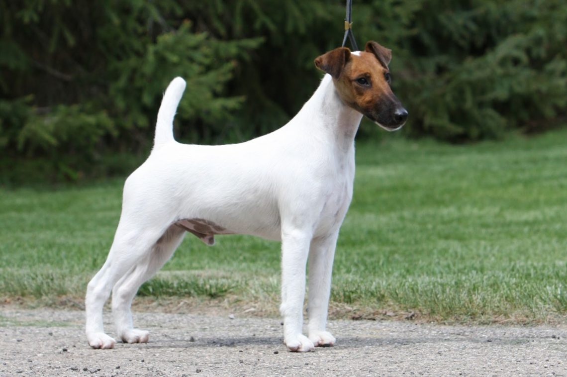 smooth-fox-terrier