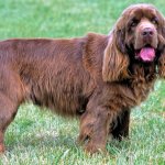 sussex spaniel