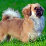 tibetan spaniel