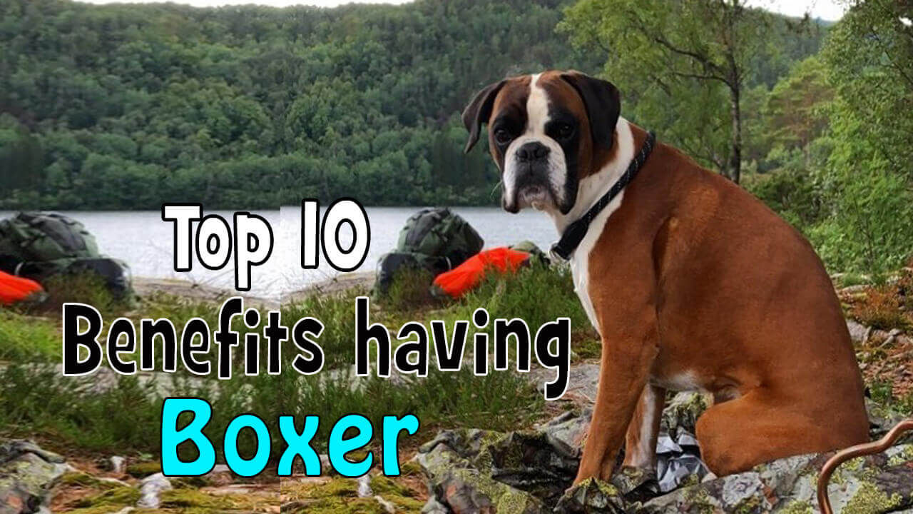 Boxer dog benefits
