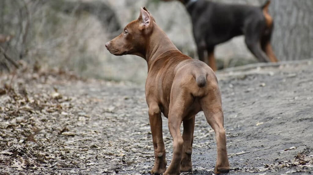 Canis panther puppy