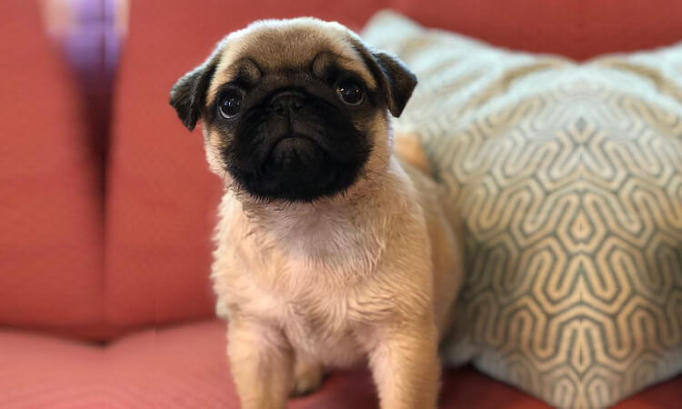 Cutest pug dog