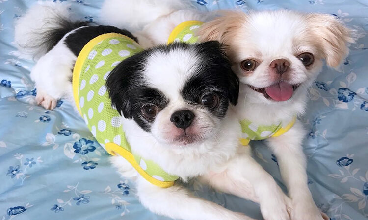 Japanese Chin