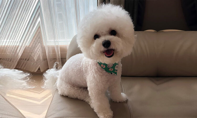 bichon frise