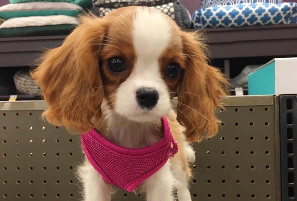 cutest cavalier king