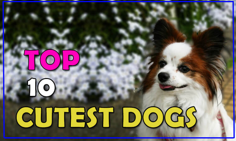 cutest dog breeds