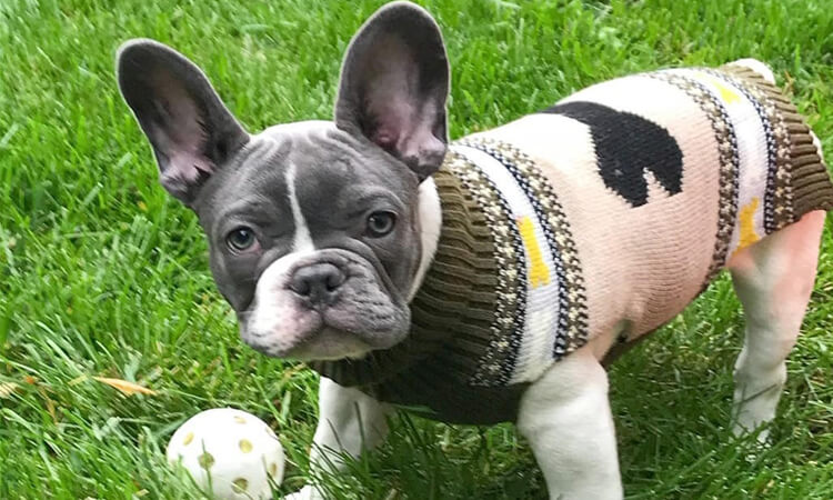 french bulldog