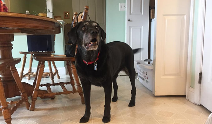 Labrador Barking