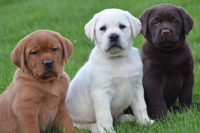 Labrador Puppies