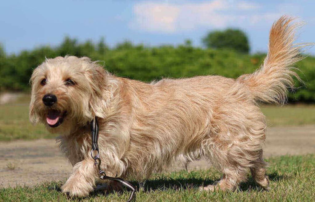 norfolk terrier