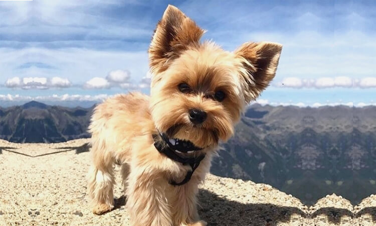 yorkshire terrier