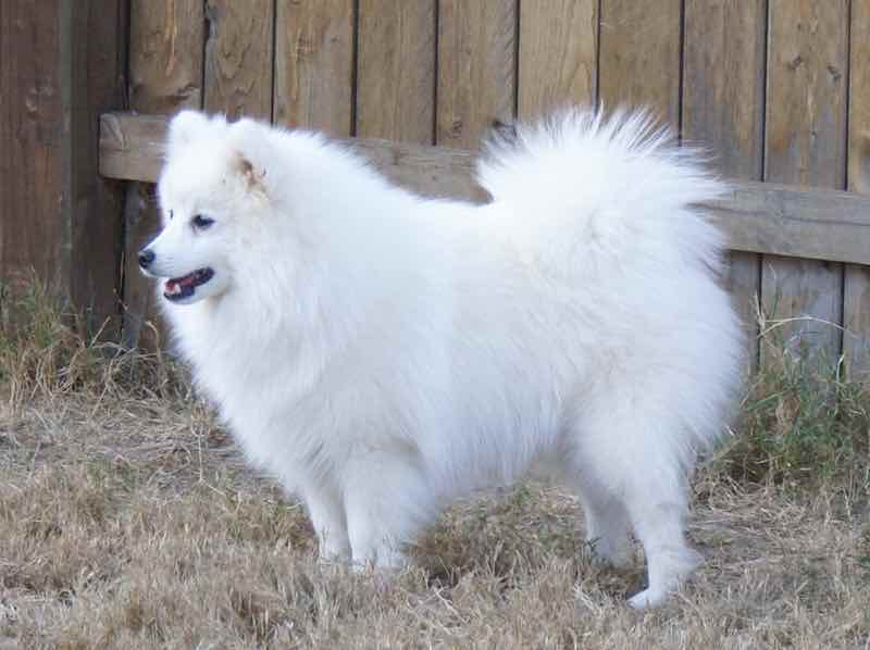 Japanese Spitz dog