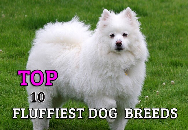 fluffiest dogs in the world