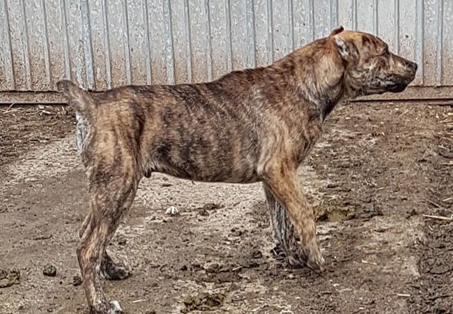 sardinian shepherd dog