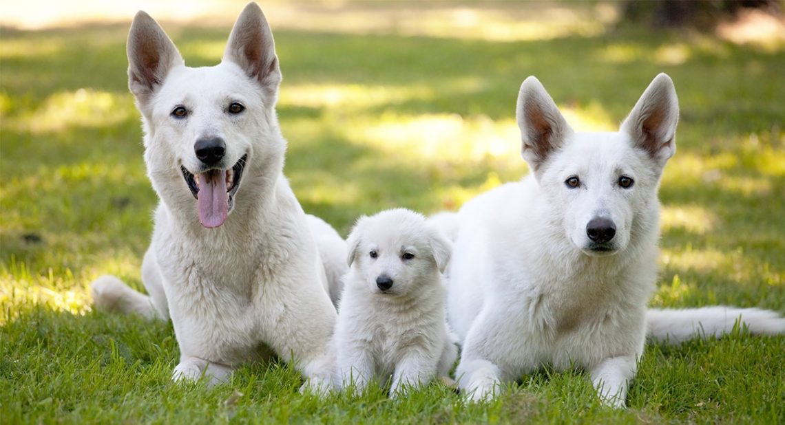 white coat german shepherd