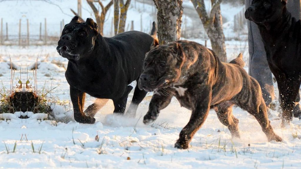 Canary Mastiff