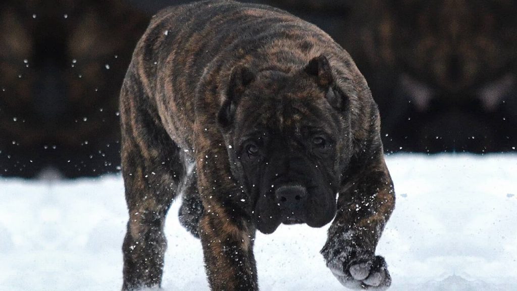 Presa Canario