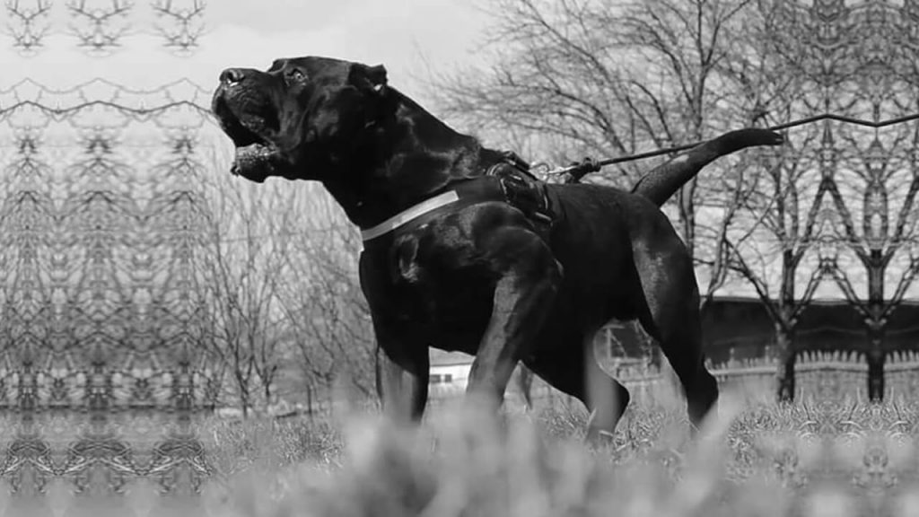 Presa canario photo