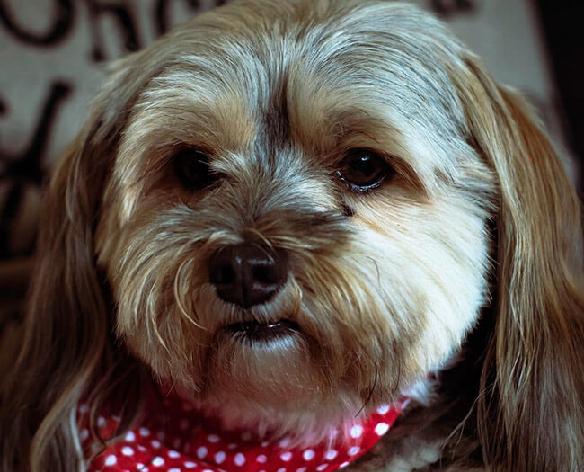 morkie dog by princessnalathemorkie