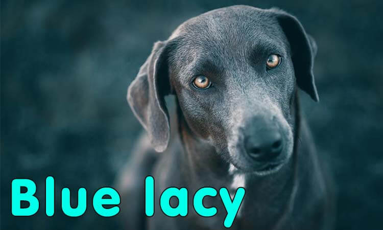 blue lacy dog