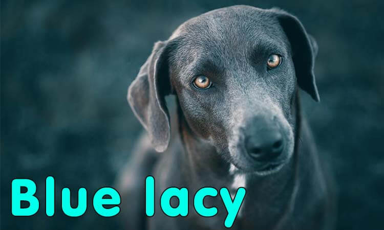 blue lacy cur dog