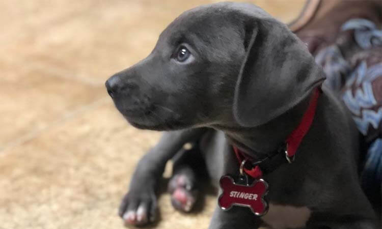 blue lacy lab mix