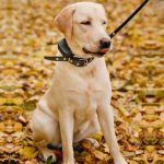 train your dog with a dog shock collar