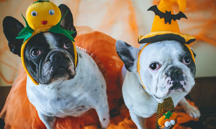 Pros and cons of dressing up your dog