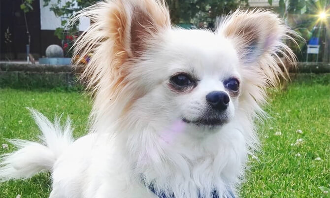 white long haired chihuahua