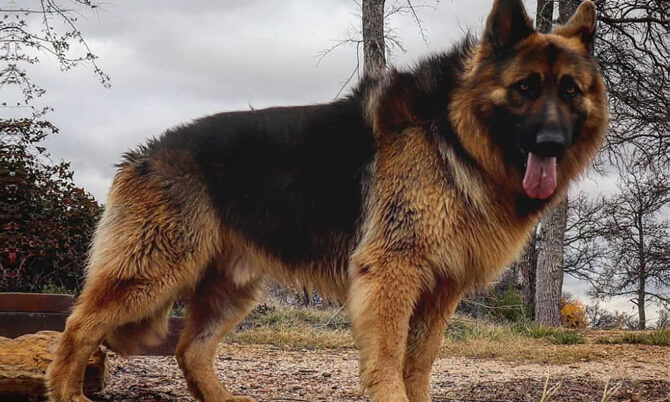 long haired german shepherd mix