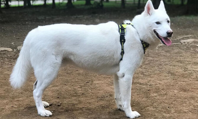 husky shaved from the neck down