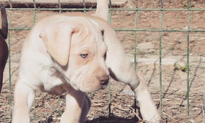 pitbull puppies