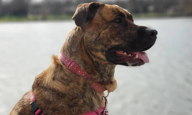 brindle pitbull mixed with blue nose