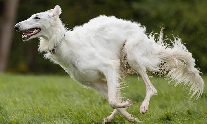 russian wolfhound puppies