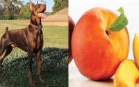 Can Dogs eat Peaches? Best Guide Forever | By Dogmal