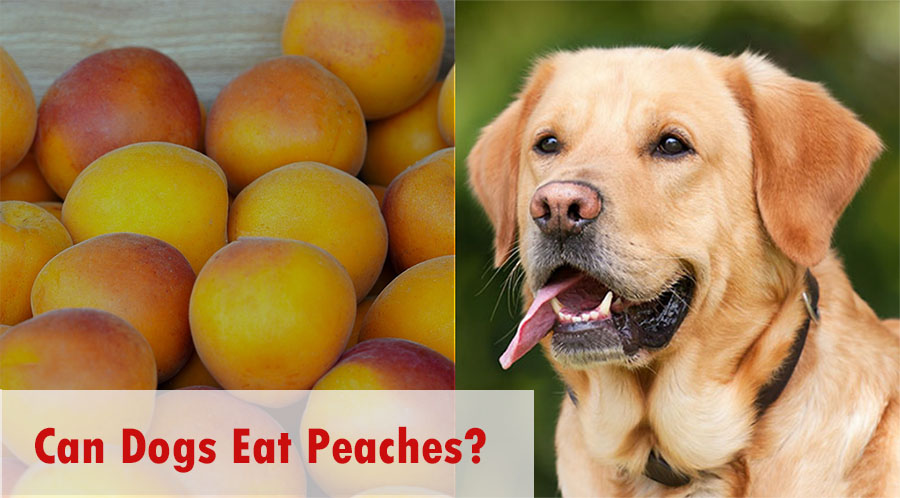 can-dogs-eat-peaches