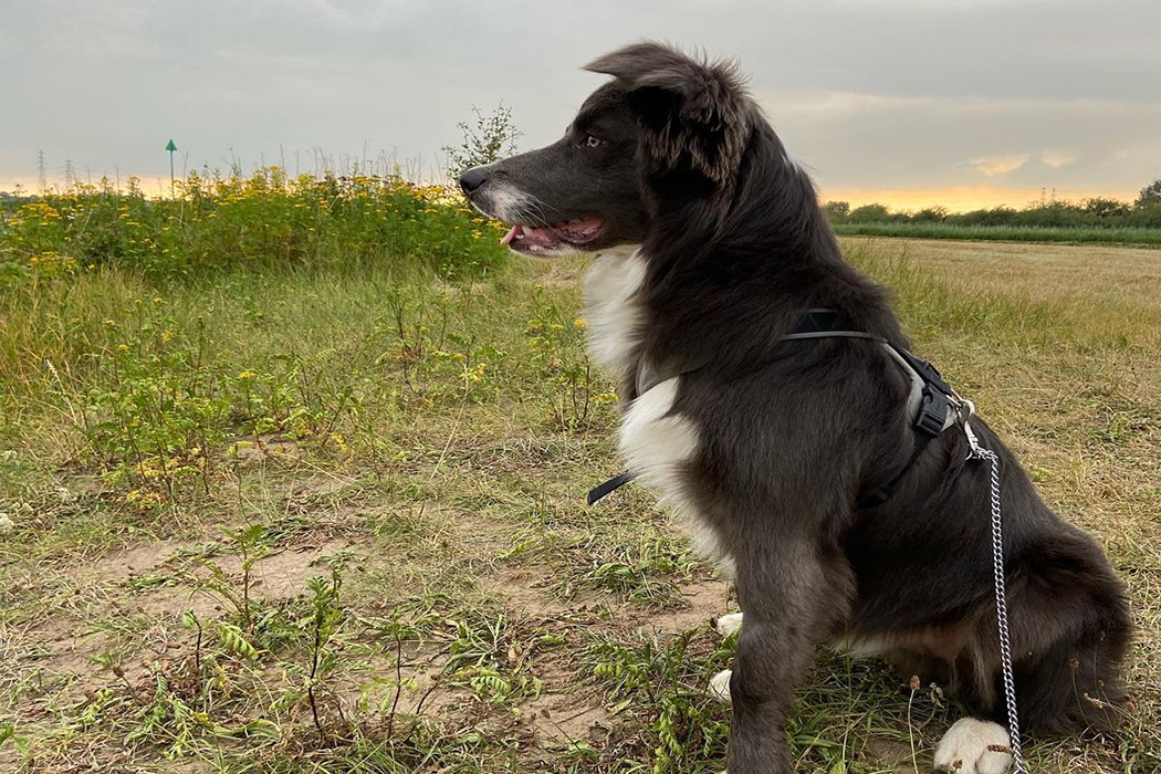 Lab and collie mix