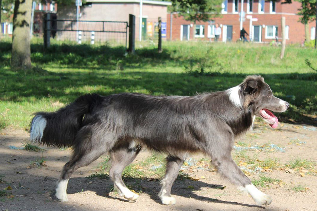 Labrador collie mix