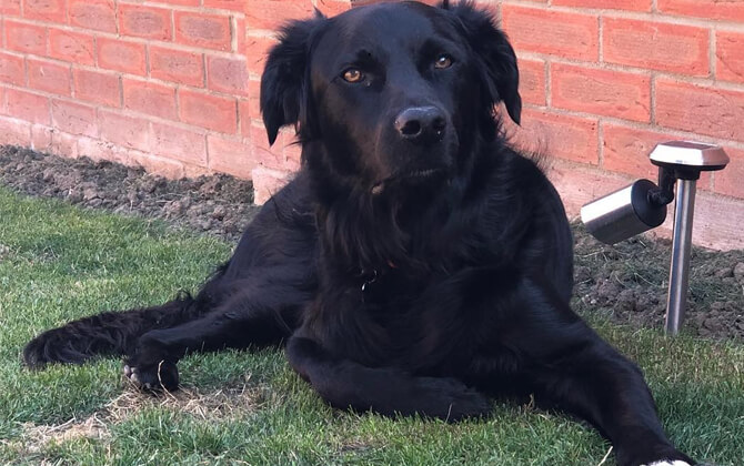 black lab border collie mix puppy