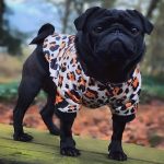 Black pug photo