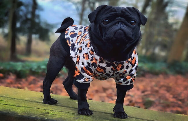 Black pug photo