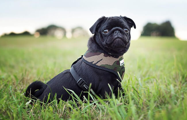 Cute black pug picture